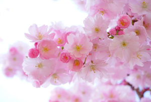 春イメージ　桜花
